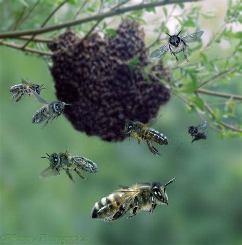 swarm of bees at my dior|honey bee swarm.